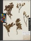 Foto von Salix helvetica Vill. x Salix waldsteiniana Willd.